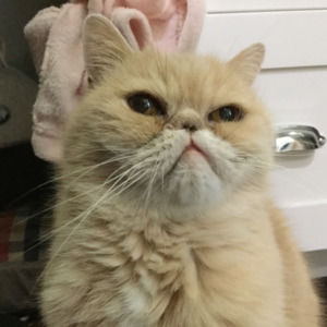 Meet your Posher, Asher